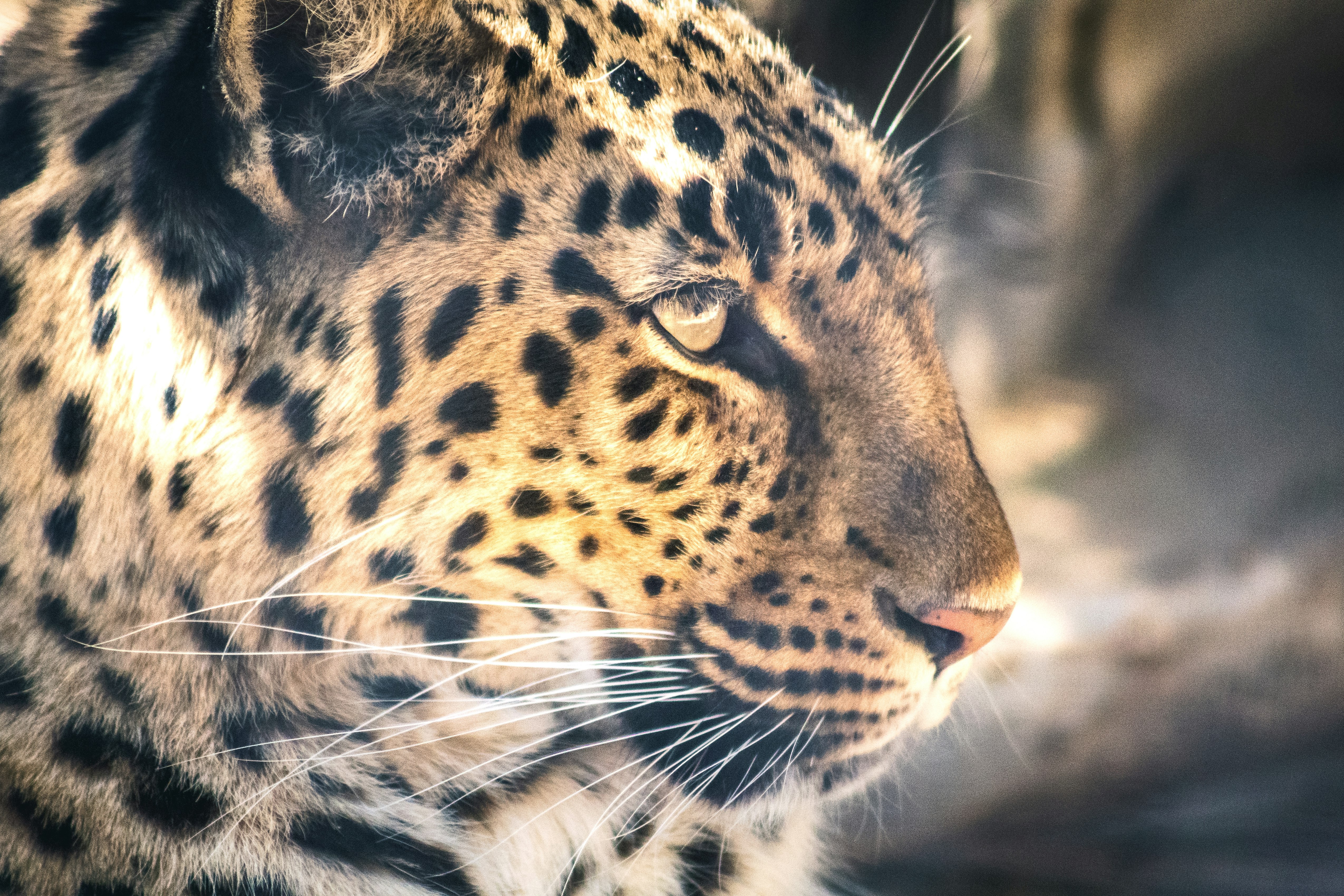 brown and black leopard in close up photography