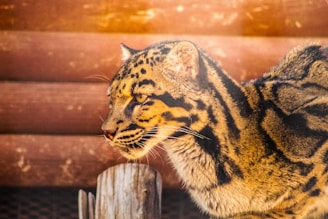 A close-up profile view of a large wild cat with distinctive black and golden striped fur. The animal appears focused and alert, with intense eyes and a prominent nose. The background features a blurred wooden surface, adding a natural setting to the scene.