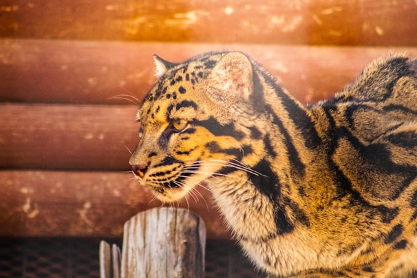 A close-up profile view of a large wild cat with distinctive black and golden striped fur. The animal appears focused and alert, with intense eyes and a prominent nose. The background features a blurred wooden surface, adding a natural setting to the scene.