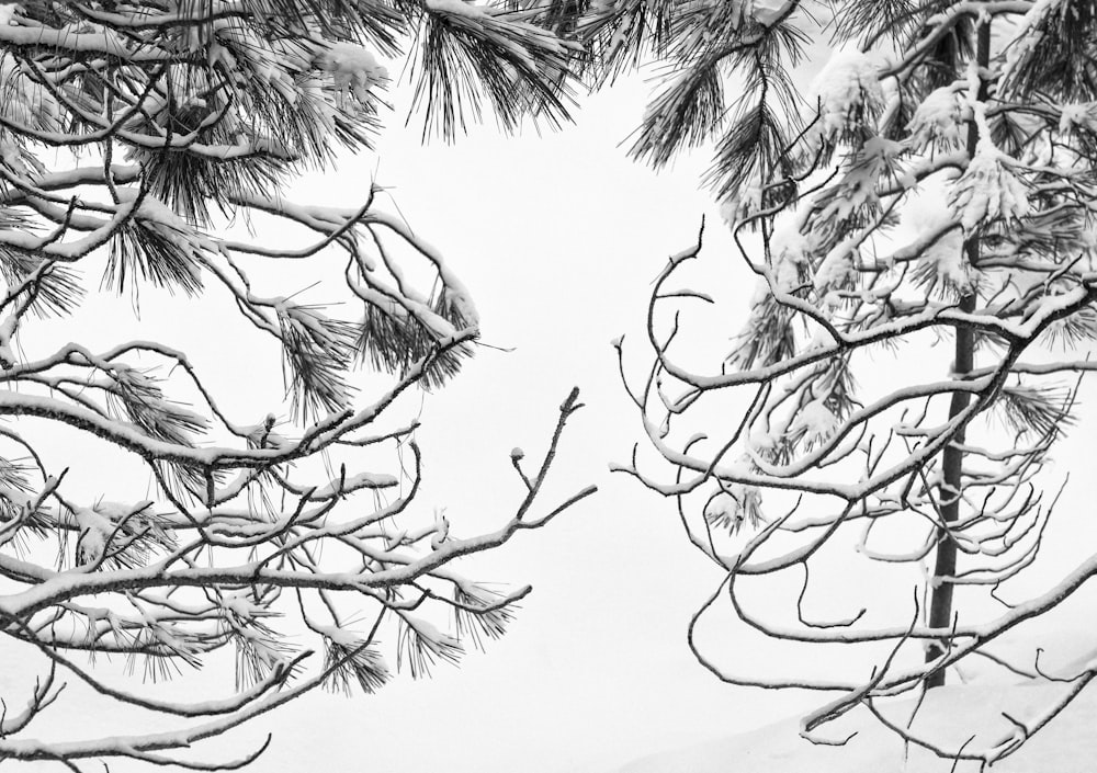 grayscale photo of tree branches