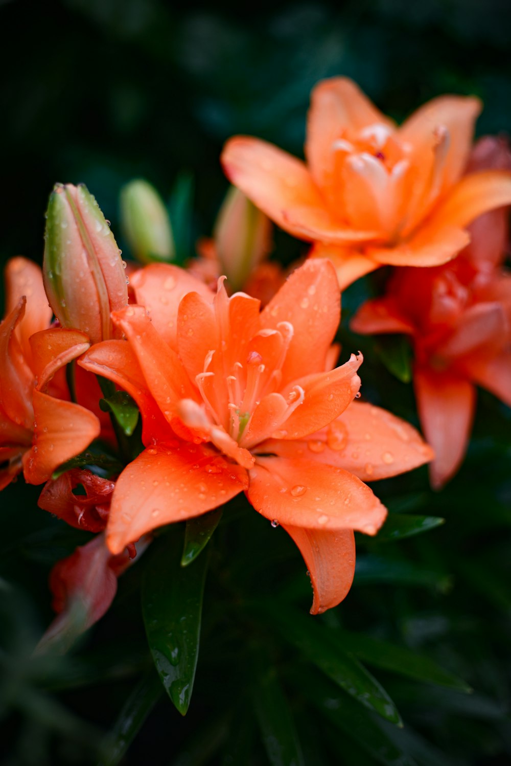 red and green flower in macro lens photography