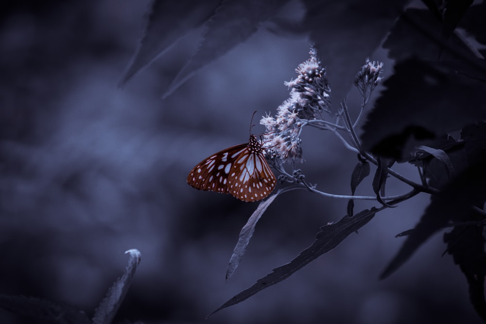 brown and black butterfly on white flower