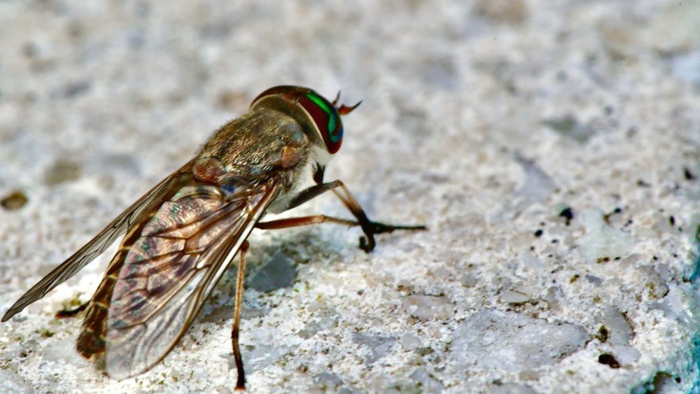 Mosca verde sobre mármol blanco y negro