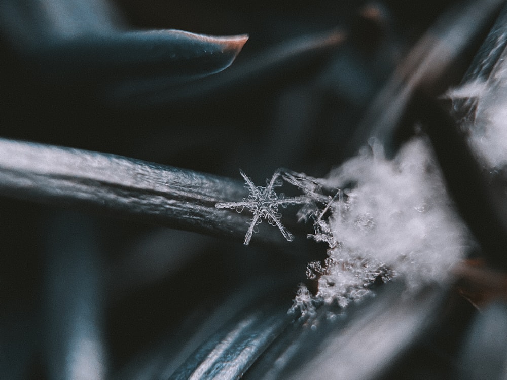 white snow on green leaf