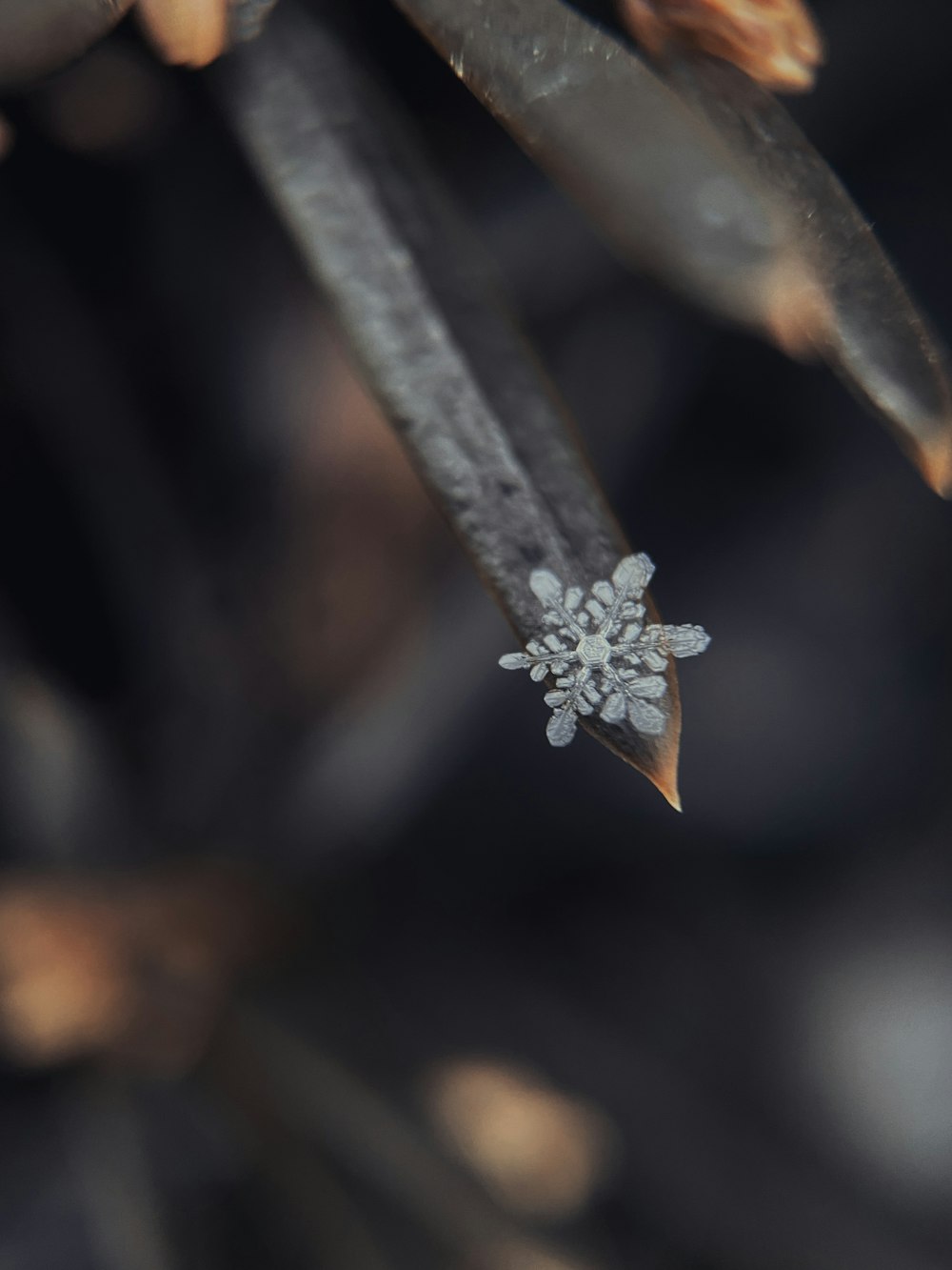 Anillo de plata con diamantes tachonado en palo de madera marrón