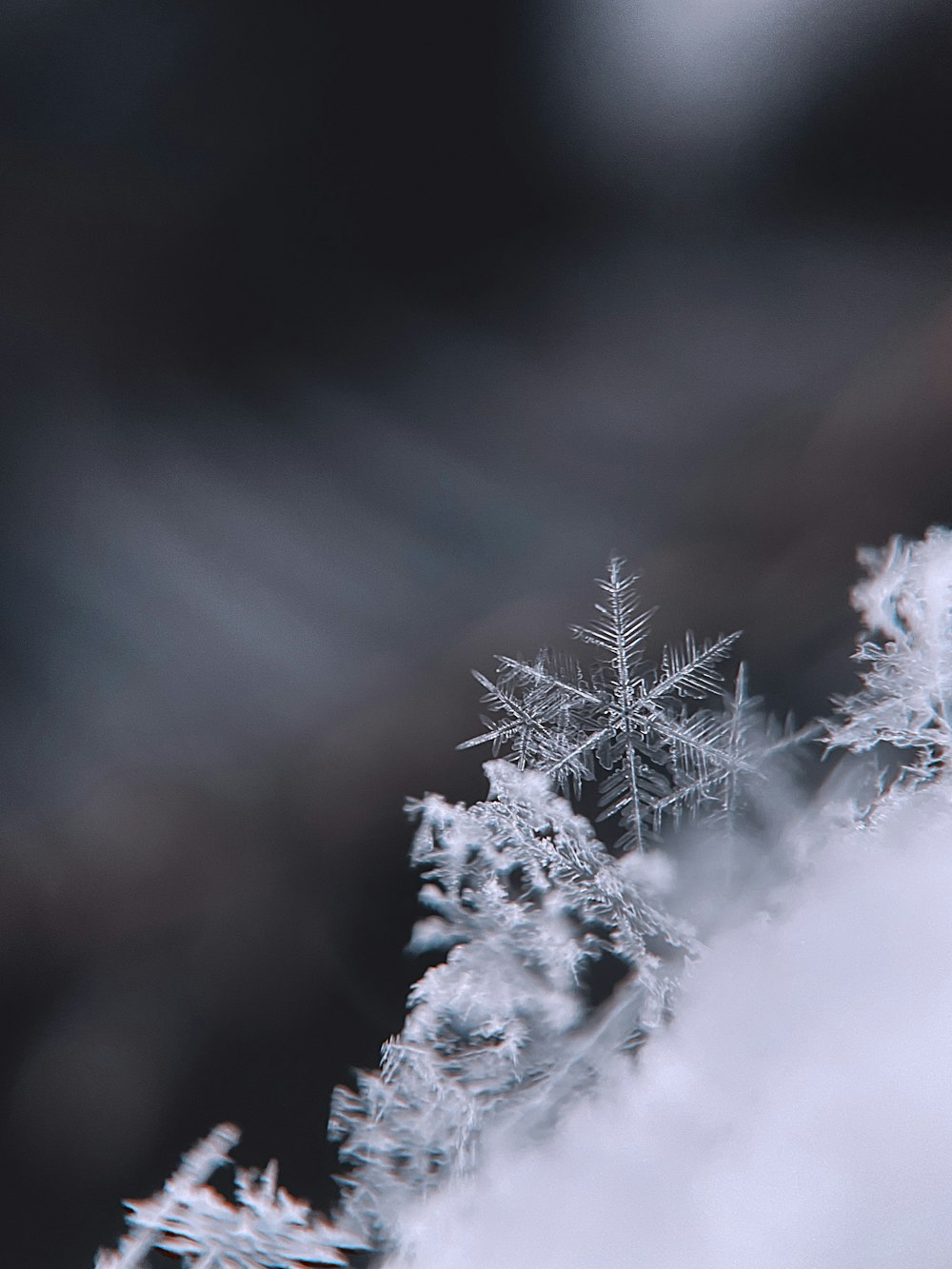 Schneebedeckter Baum tagsüber