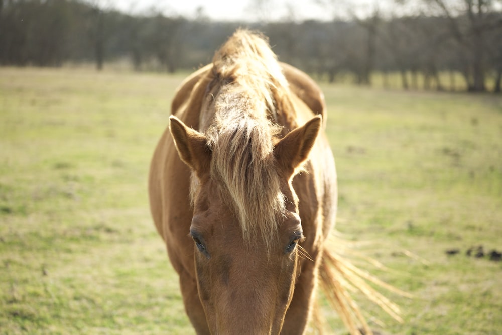 a brown horse standing on top of a lush green field