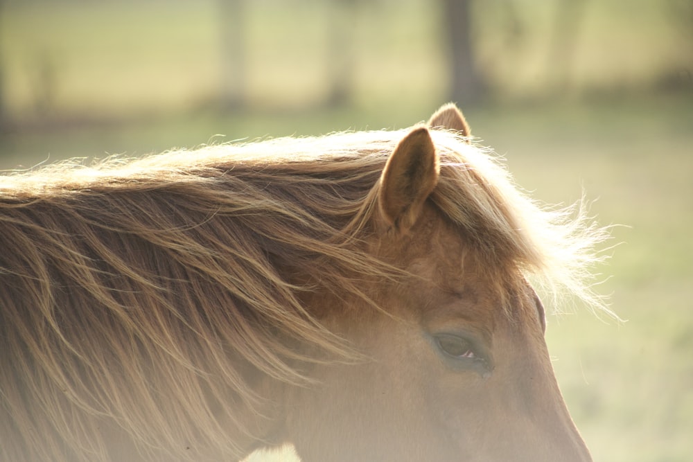 brown horse in close up photography during daytime