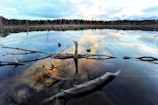A serene lake reflecting tall trees under a muted sky, evoking stillness.
