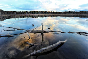A serene lake reflecting tall trees under a muted sky, evoking stillness.