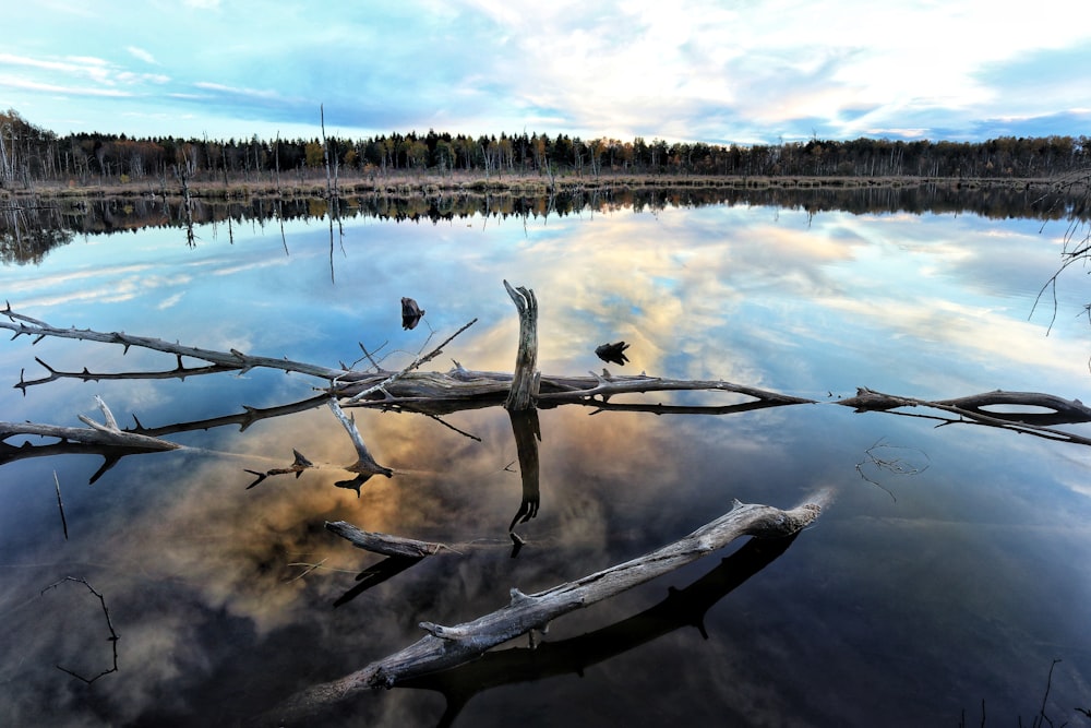 brown tree branch on body of water during daytime