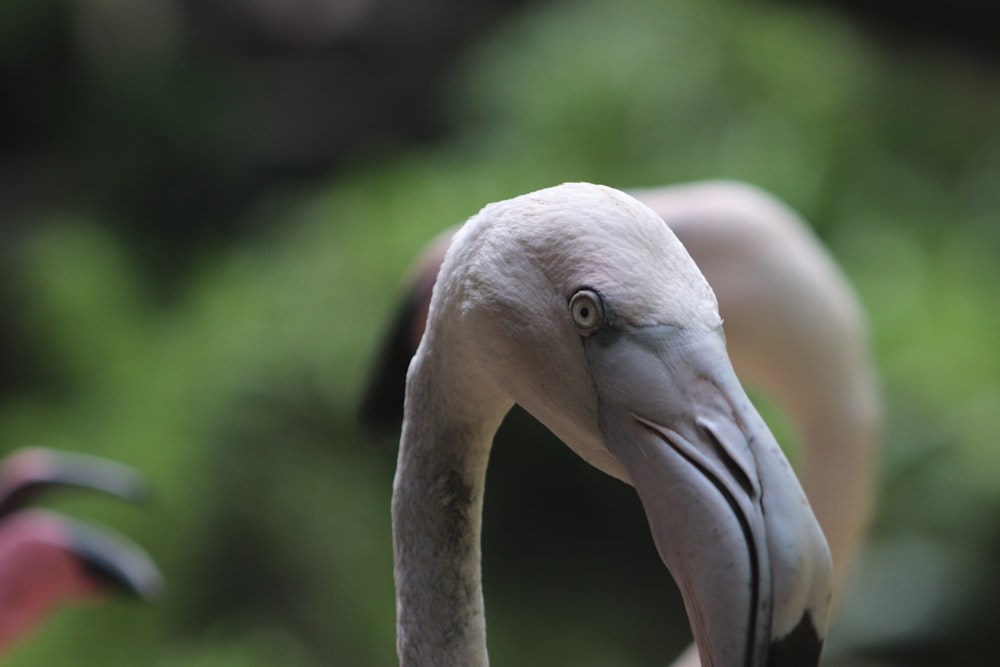 pink flamingo in tilt shift lens