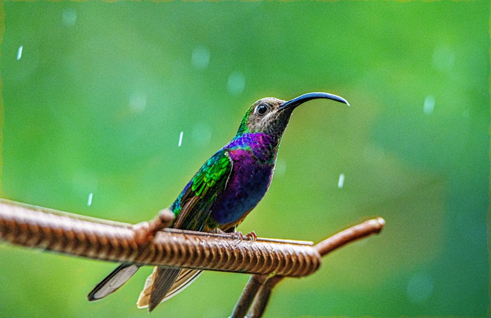 blue and green bird on brown wooden stick