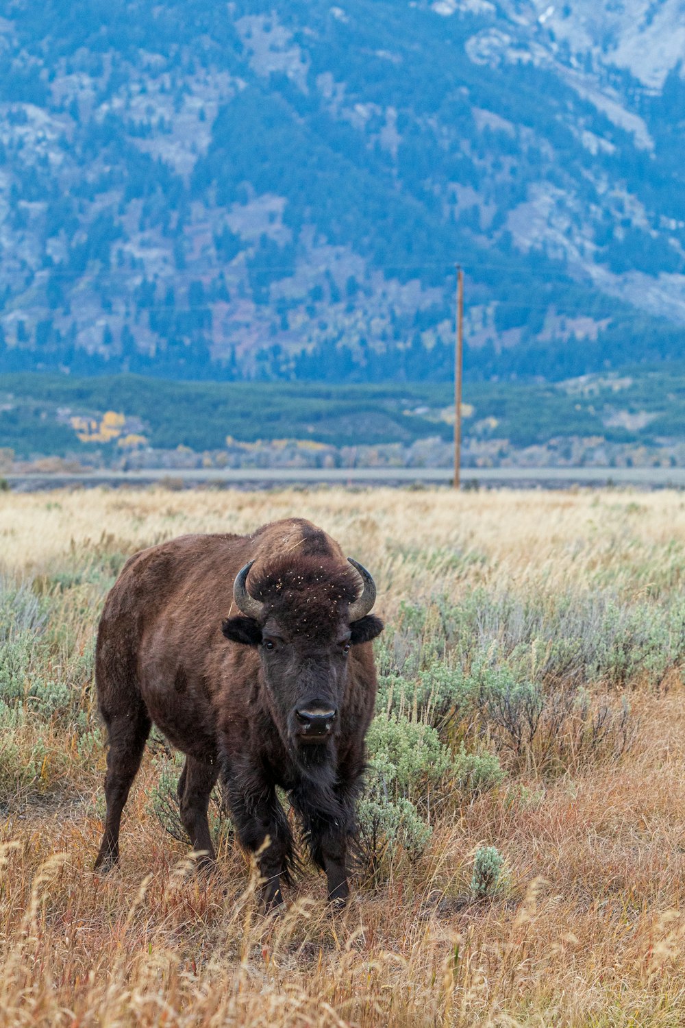 brown bison on brown grass field during daytime