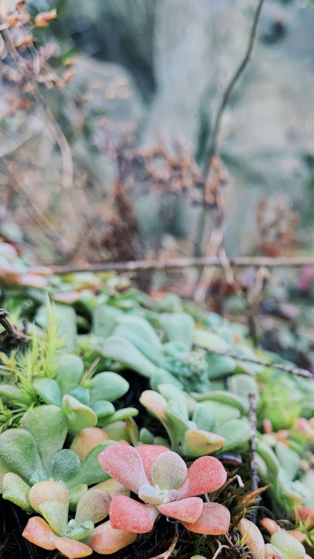 pianta di foglie verdi durante il giorno