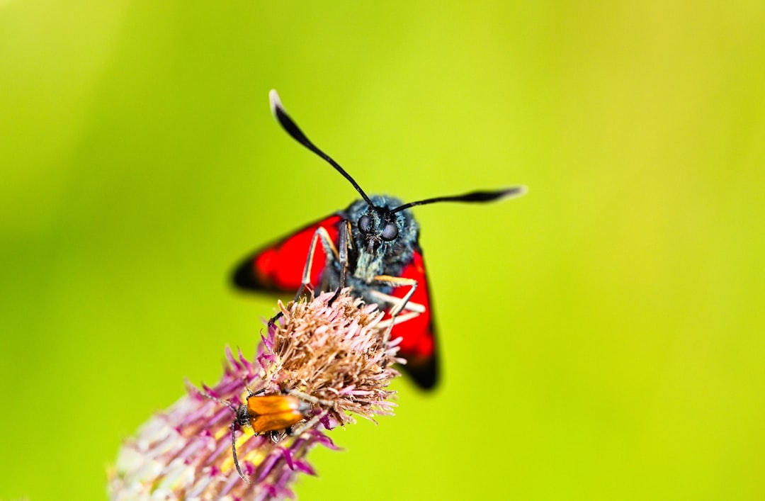 red and black butterfly perched on yellow flower