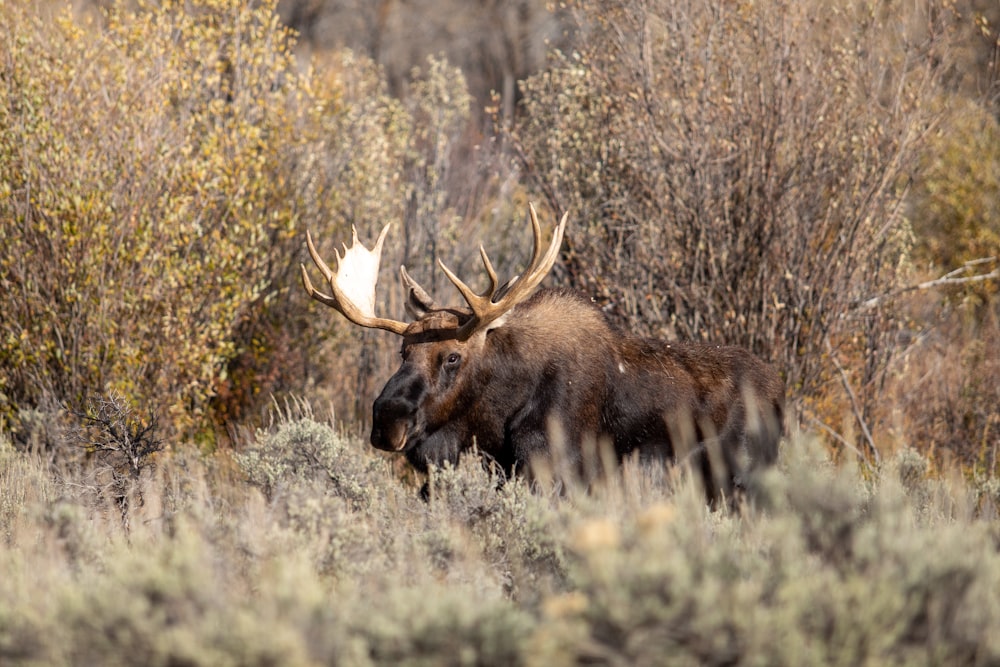 brown moose on green grass during daytime