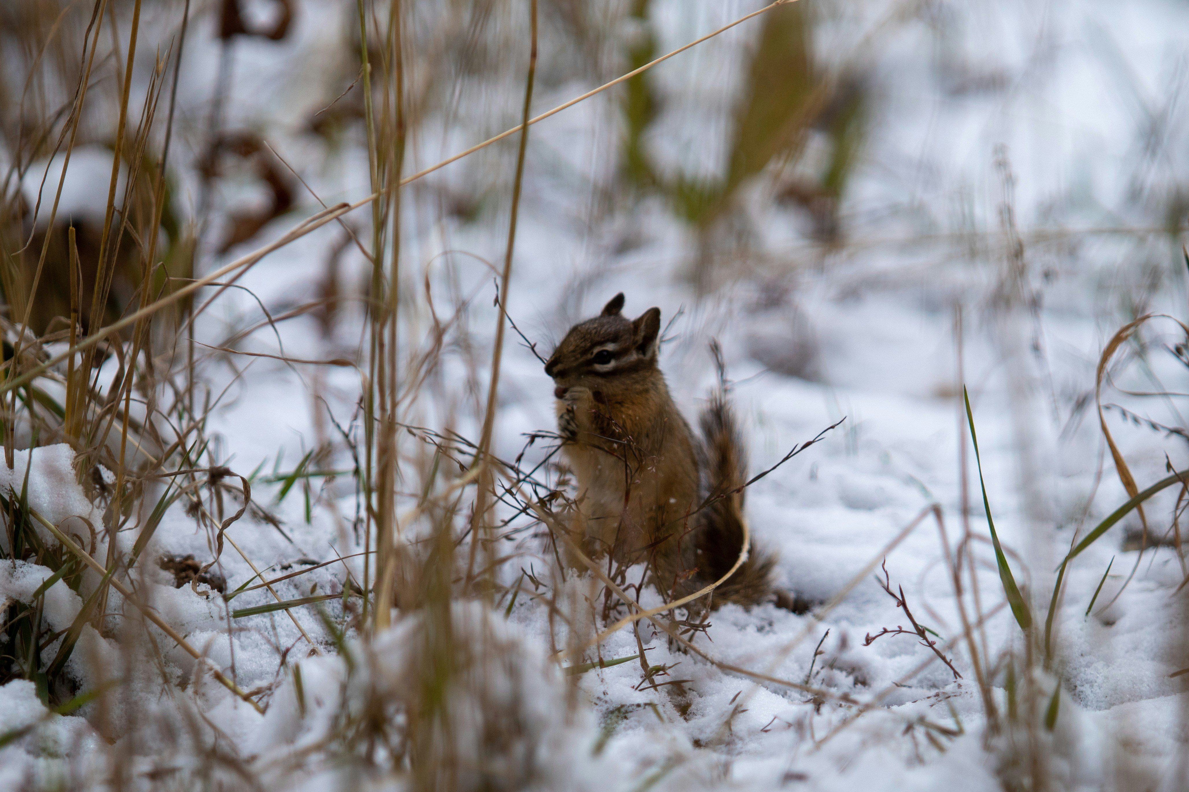 Braunhörnchen tagsüber auf schneebedecktem Boden