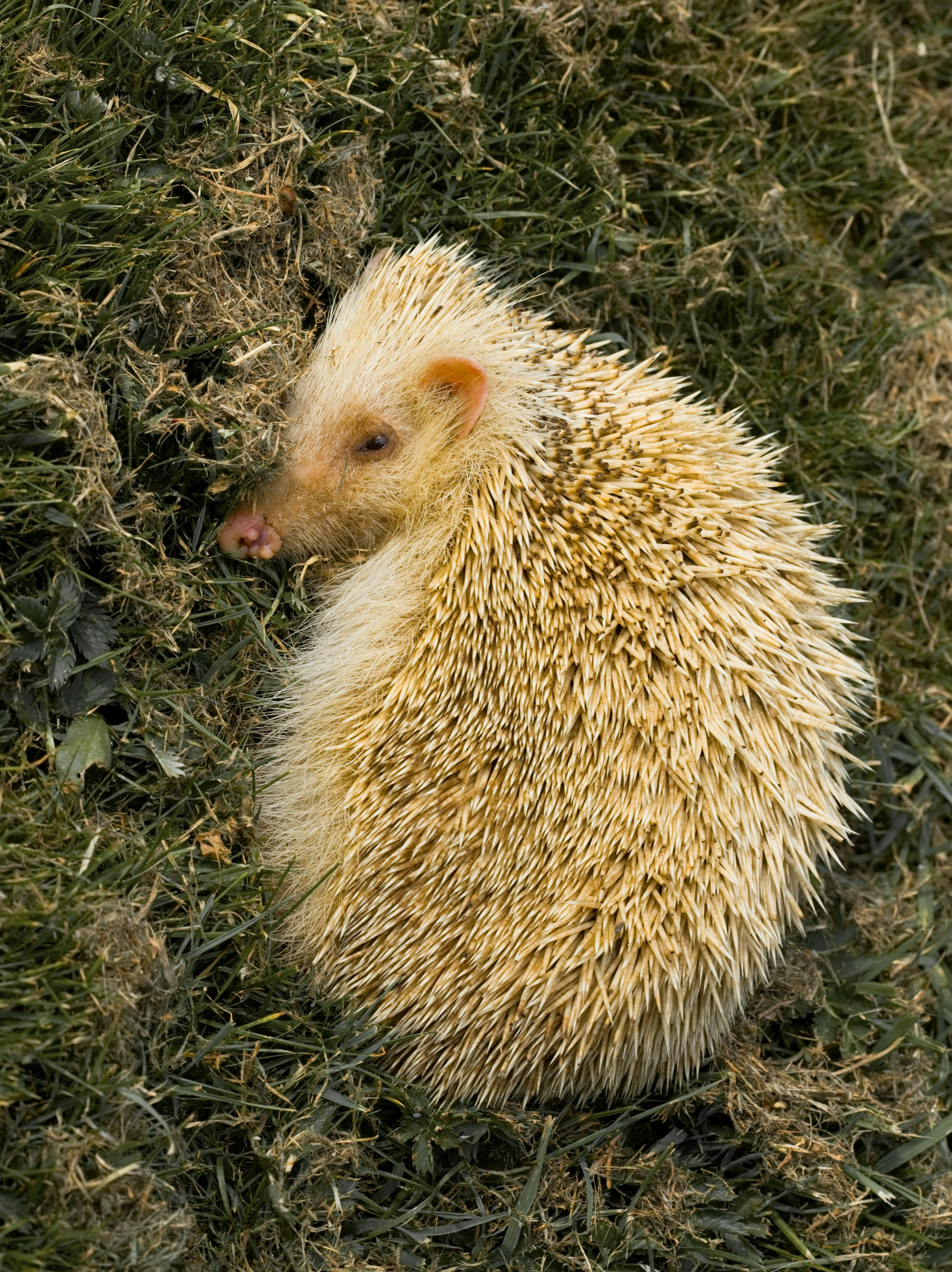 brown hedgehog on green grass during daytime