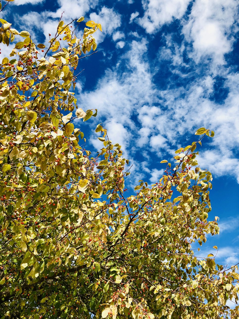 green and yellow leaves under blue sky during daytime
