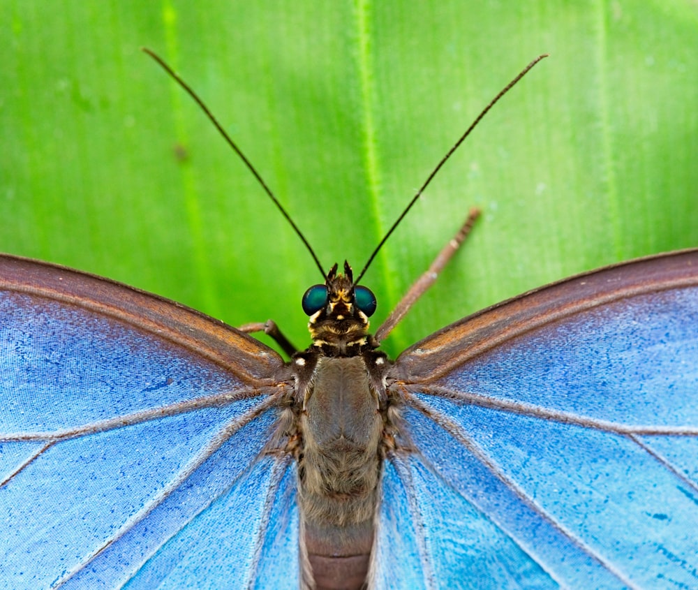 blue and black butterfly on green leaf