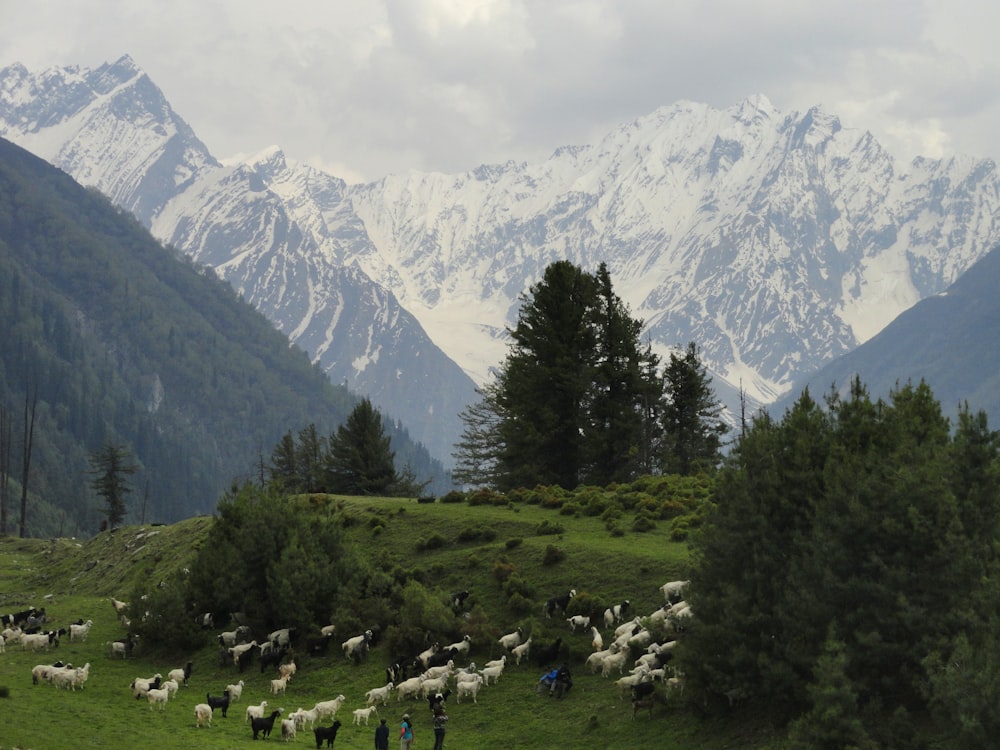 green pine trees near snow covered mountain during daytime