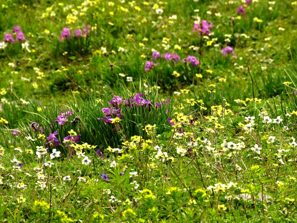 purple flower field during daytime