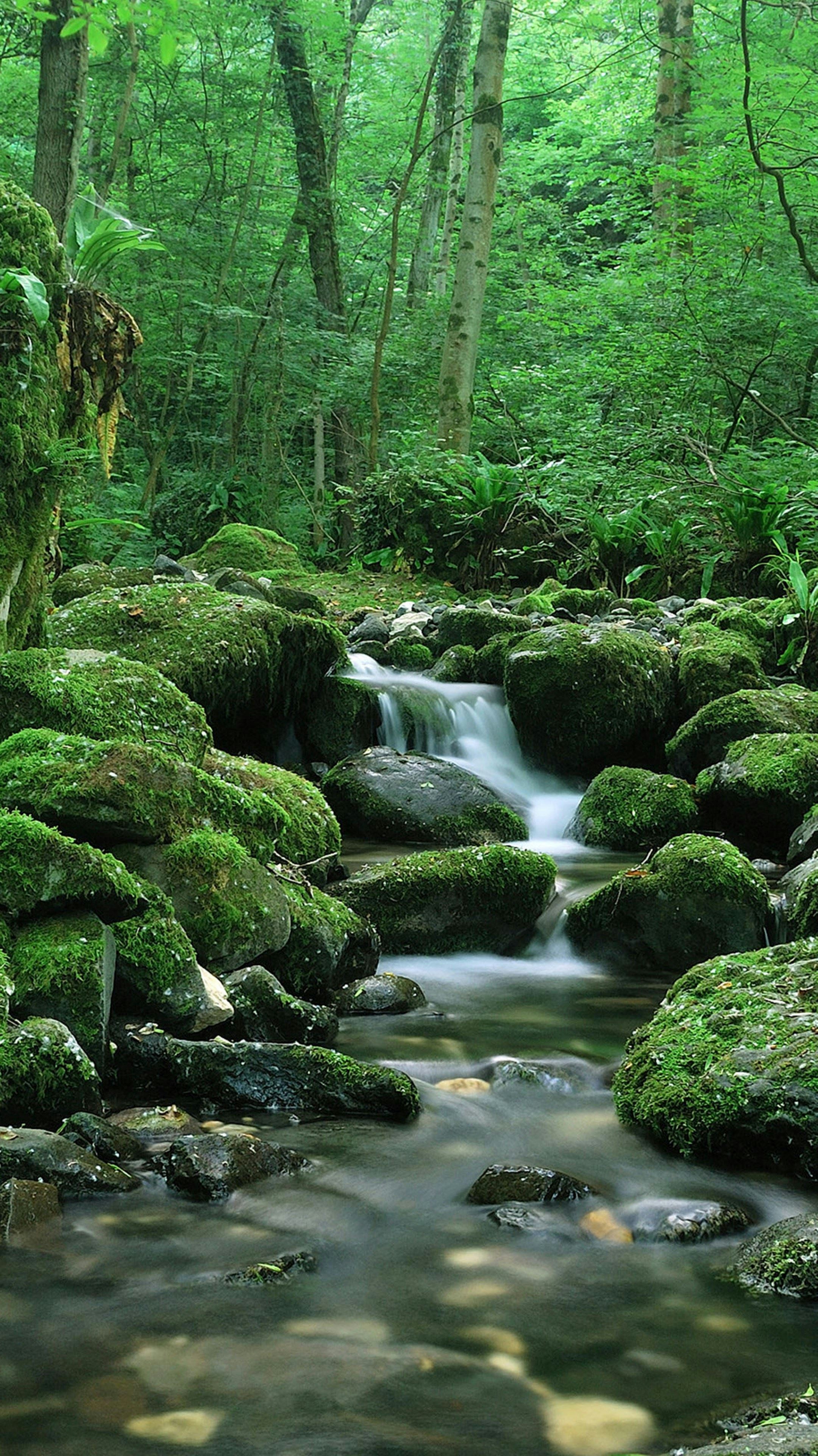 green moss on rocks in river