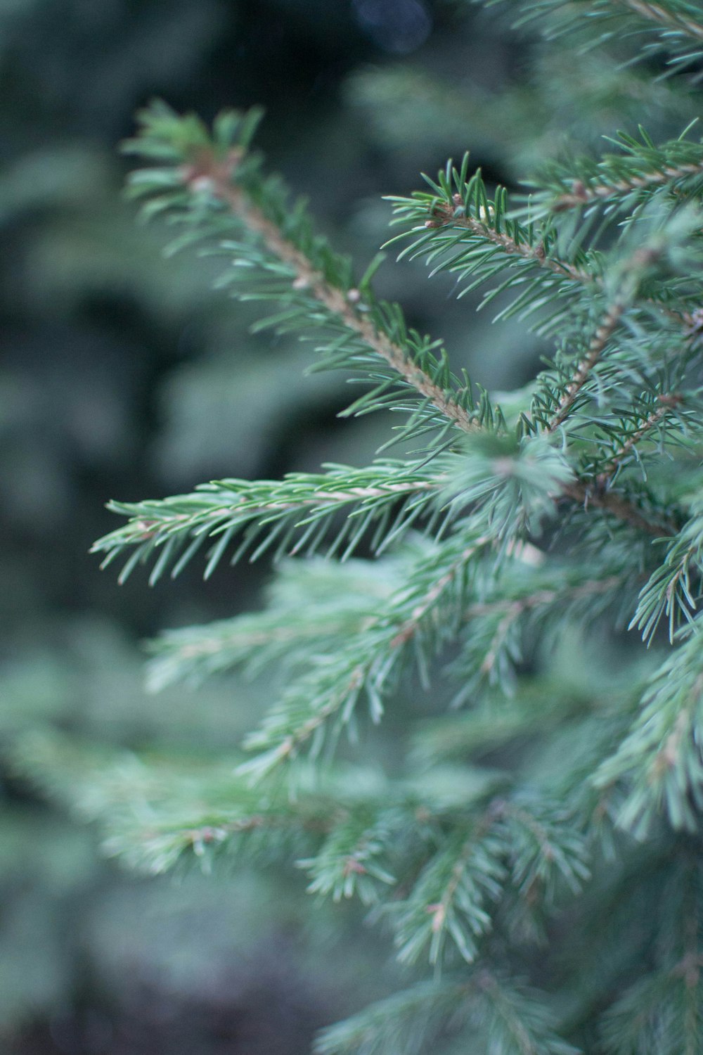 green leaf plant in close up photography