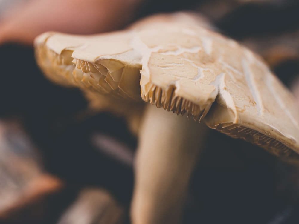 white mushroom in close up photography