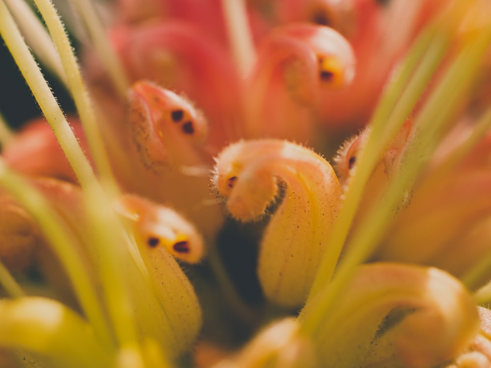 yellow and red flower in macro lens photography
