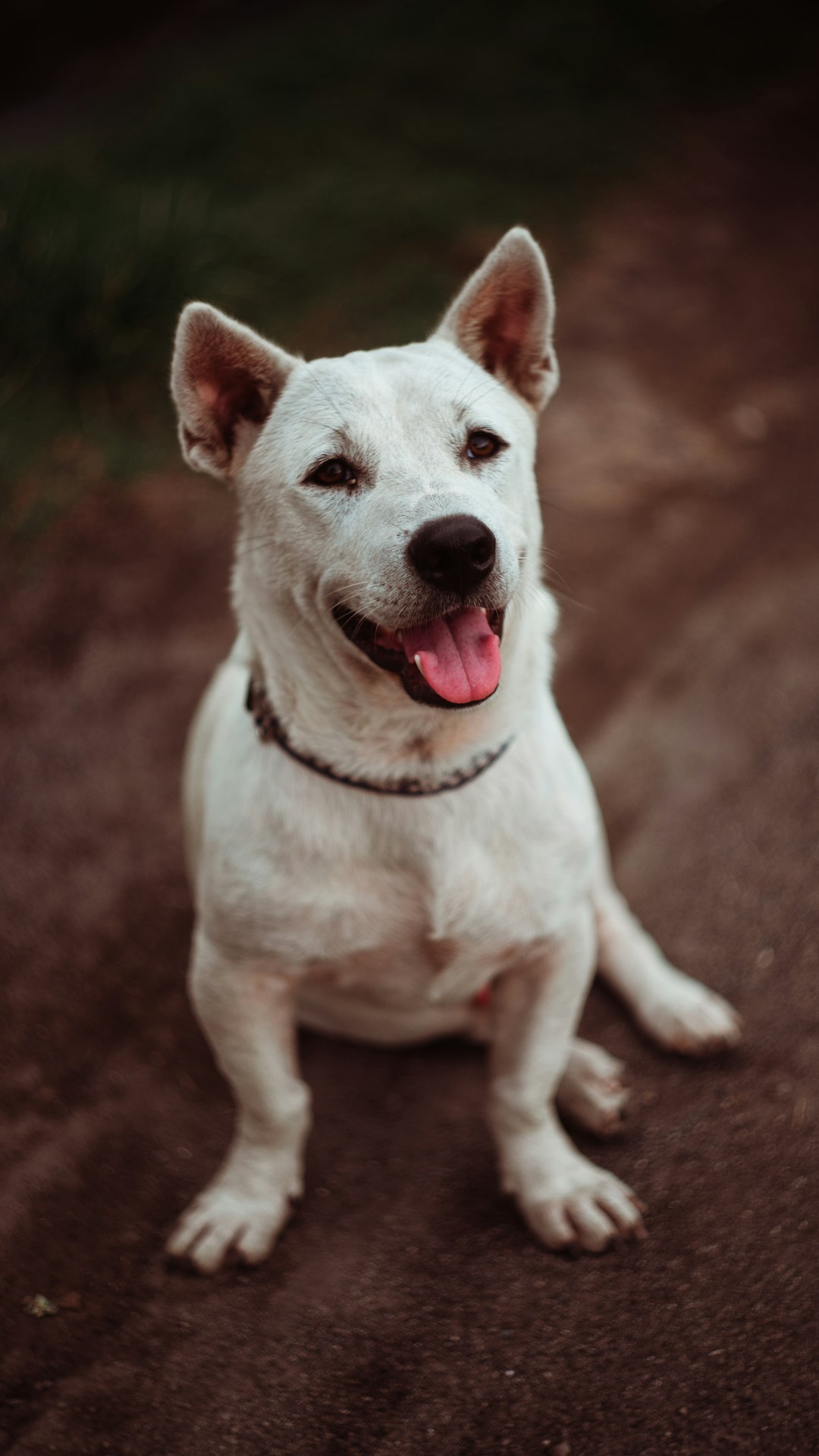 white short coated dog sitting on brown ground