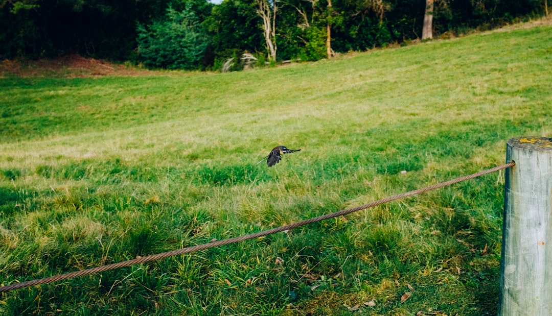 black bird on green grass field during daytime
