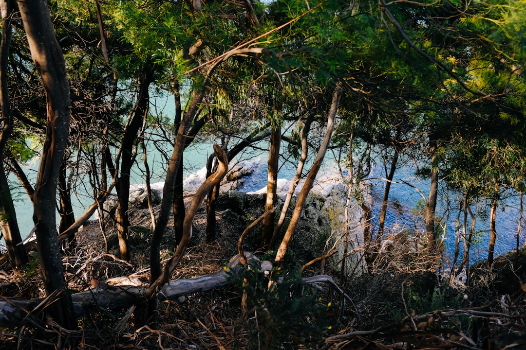 green trees near body of water during daytime