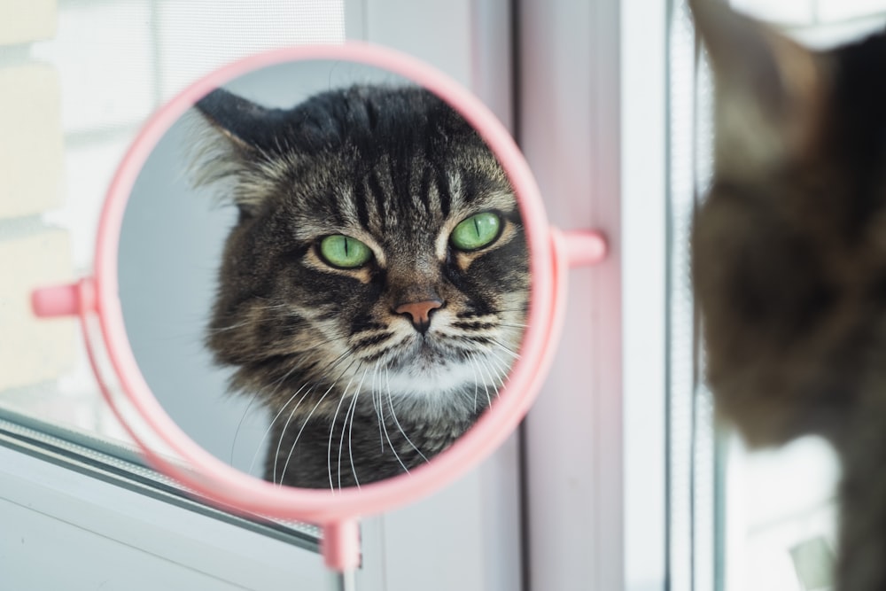 brown tabby cat in pink and white round frame