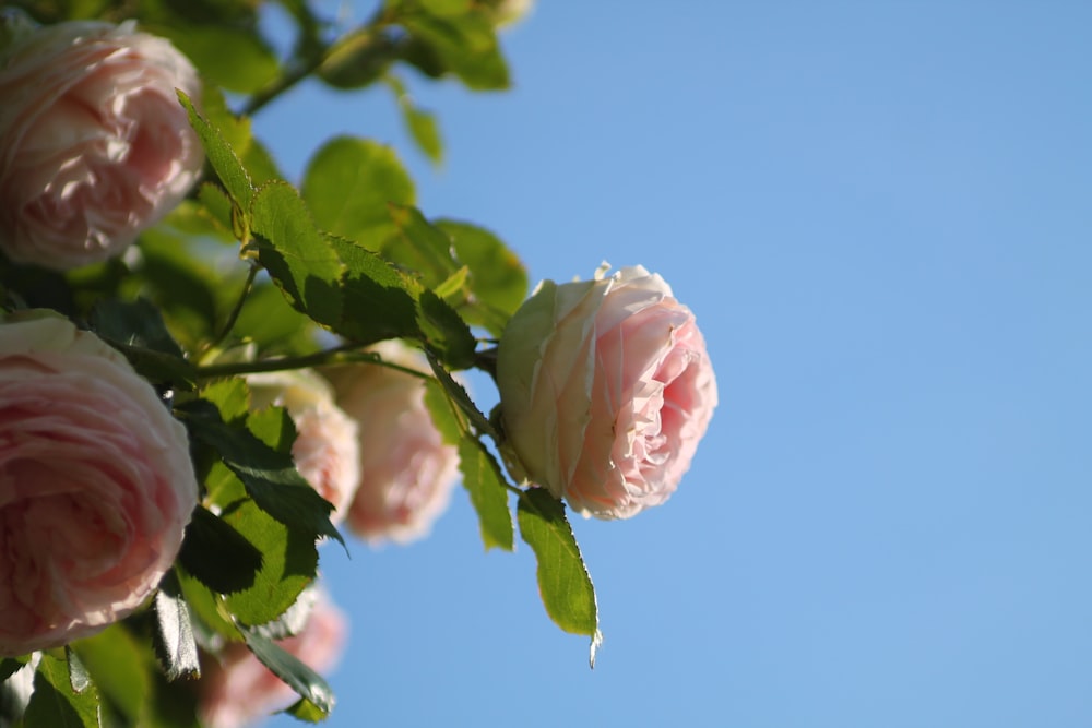 pink rose in bloom during daytime