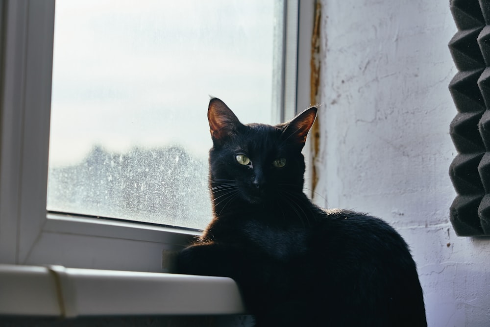 black cat on white window
