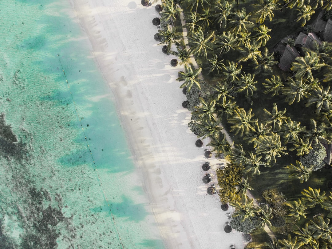 aerial view of green trees near body of water during daytime