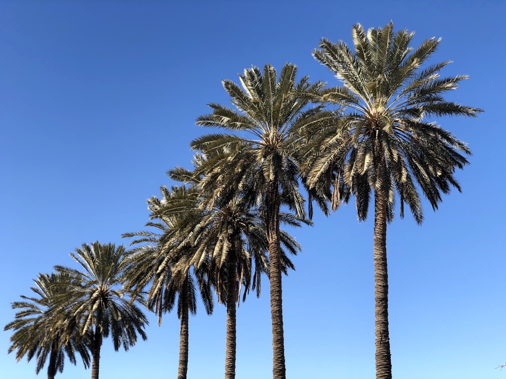 green palm tree under blue sky during daytime