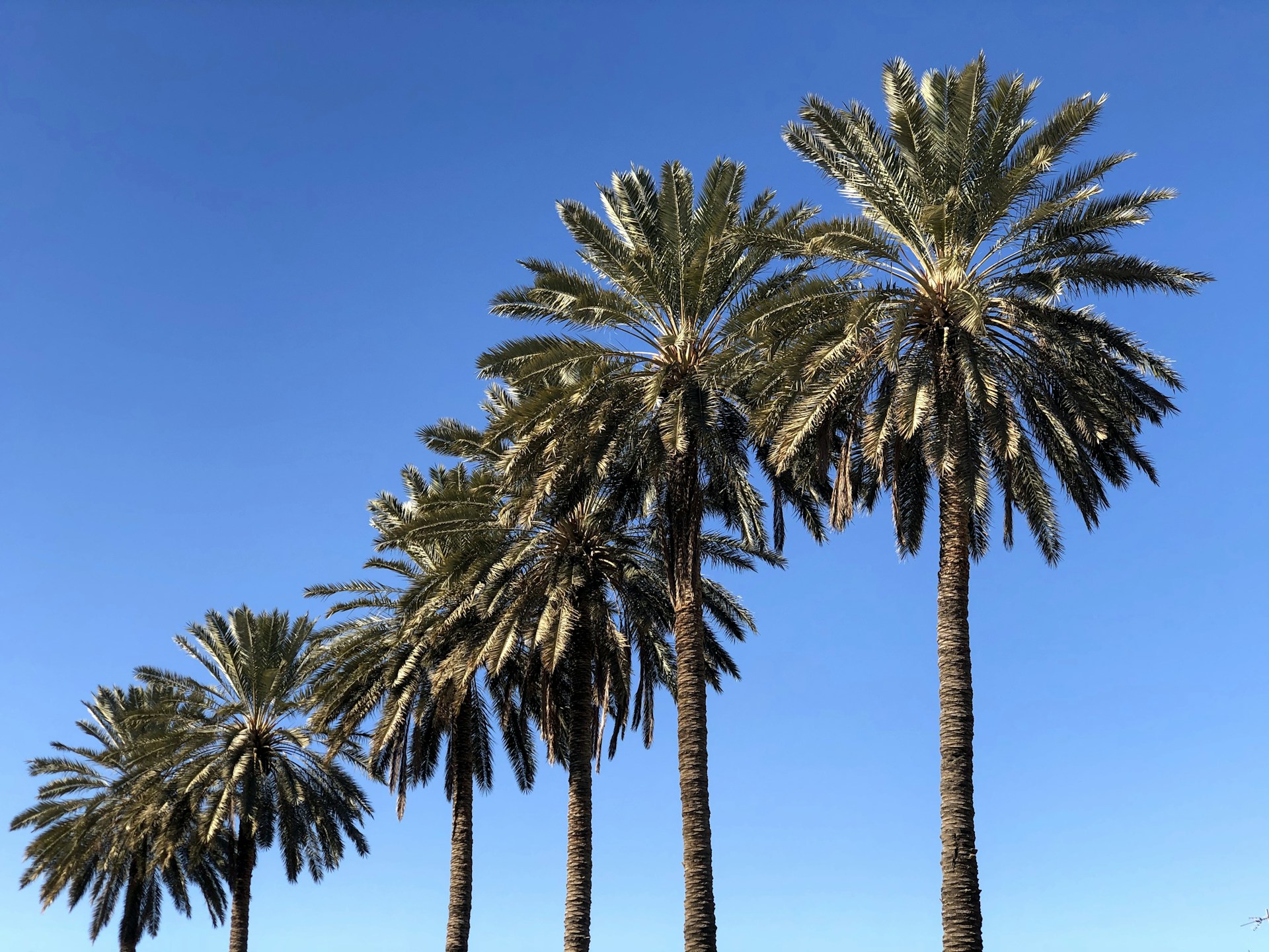 green palm tree under blue sky during daytime