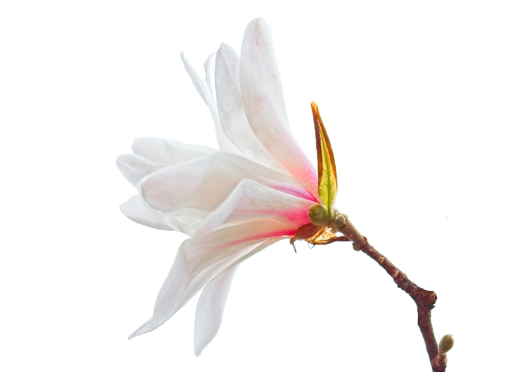 white and yellow flower in close up photography