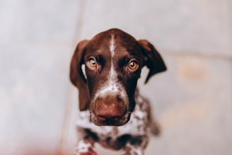 A close-up view of a brown and white dog with expressive eyes looking directly at the camera, creating a sense of direct engagement. The background is blurred, emphasizing the dog's face.
