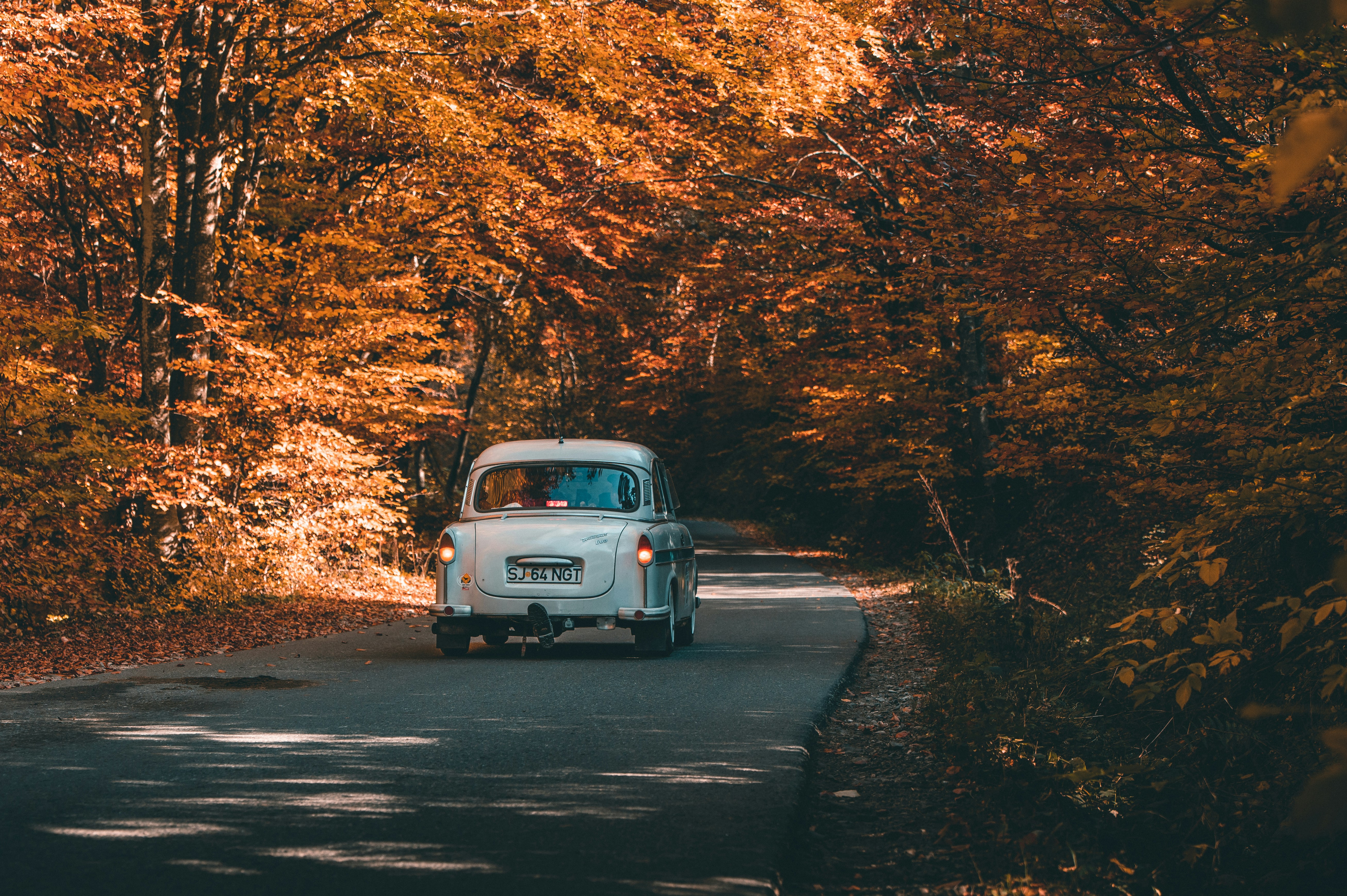 Photo by tamas_tuzeskatai