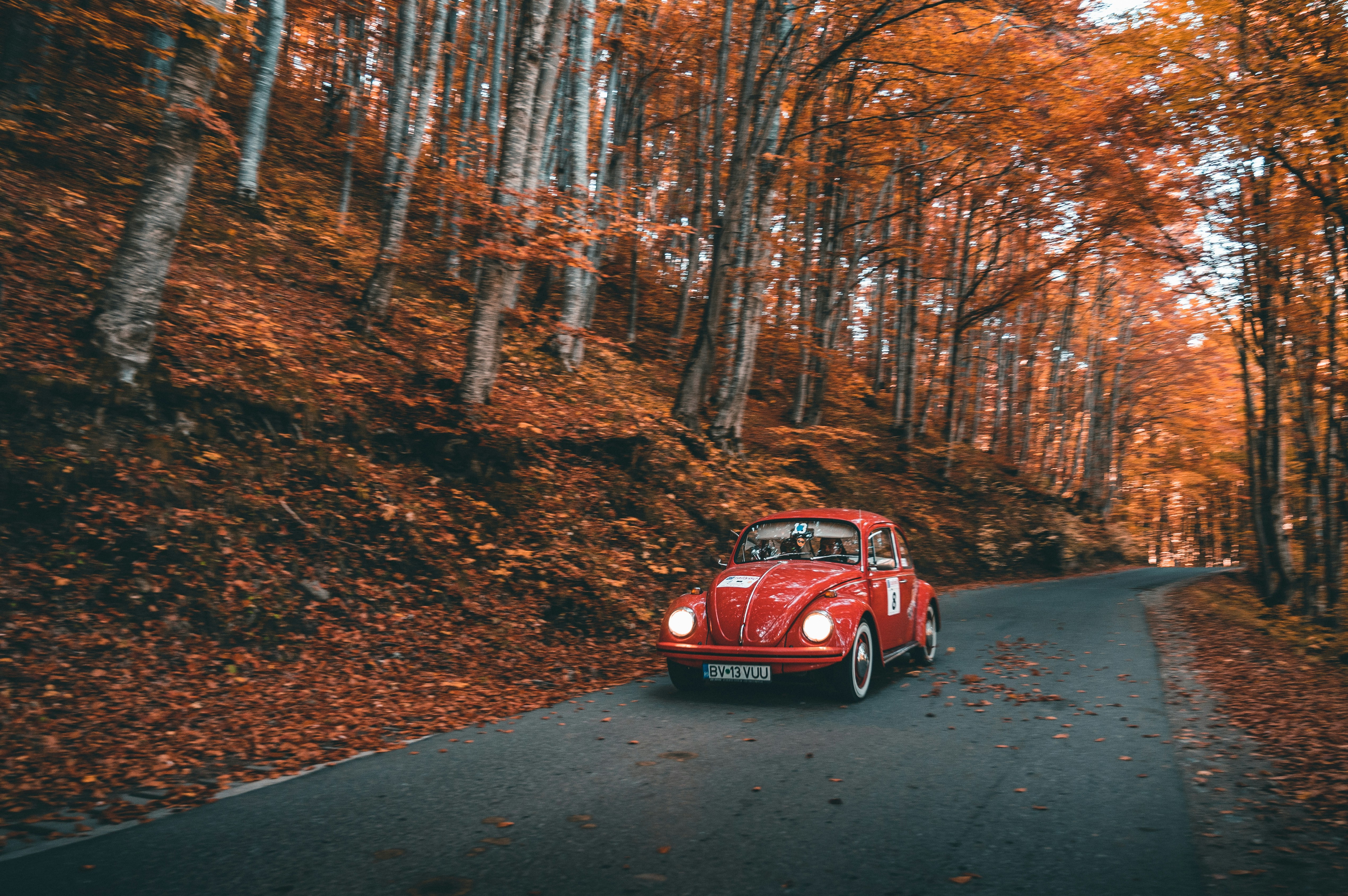 Photo by tamas_tuzeskatai