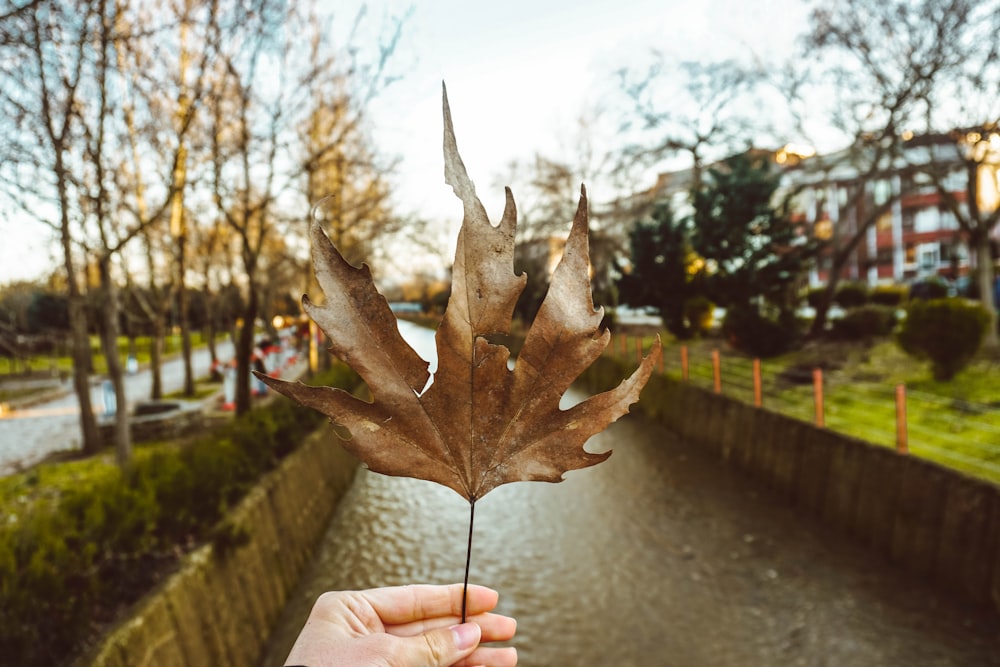 brown dried leaf on water