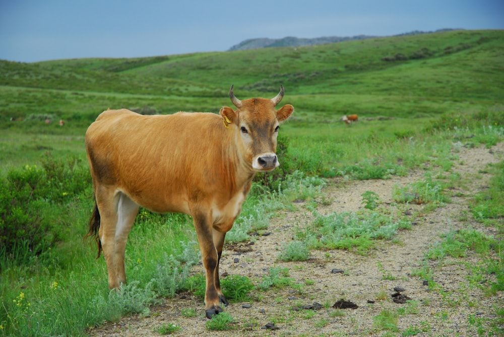 brown cow on green grass field during daytime