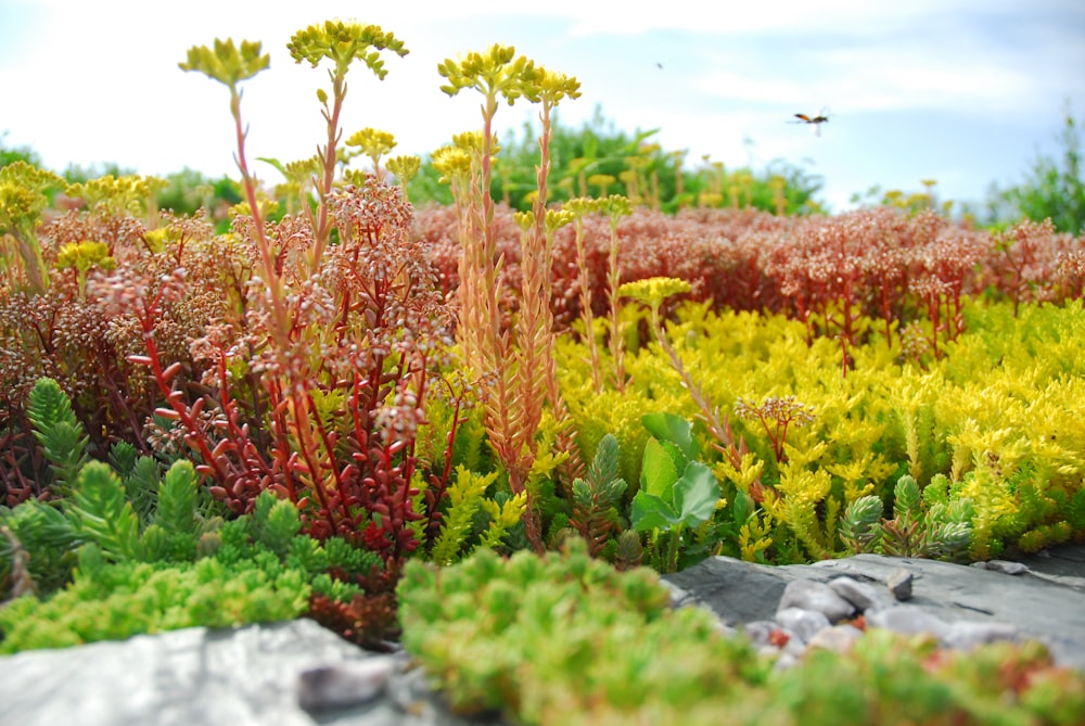 yellow and red flowers on gray rock