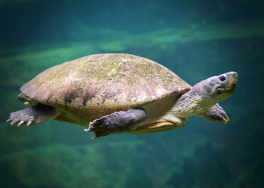 brown and black turtle under water