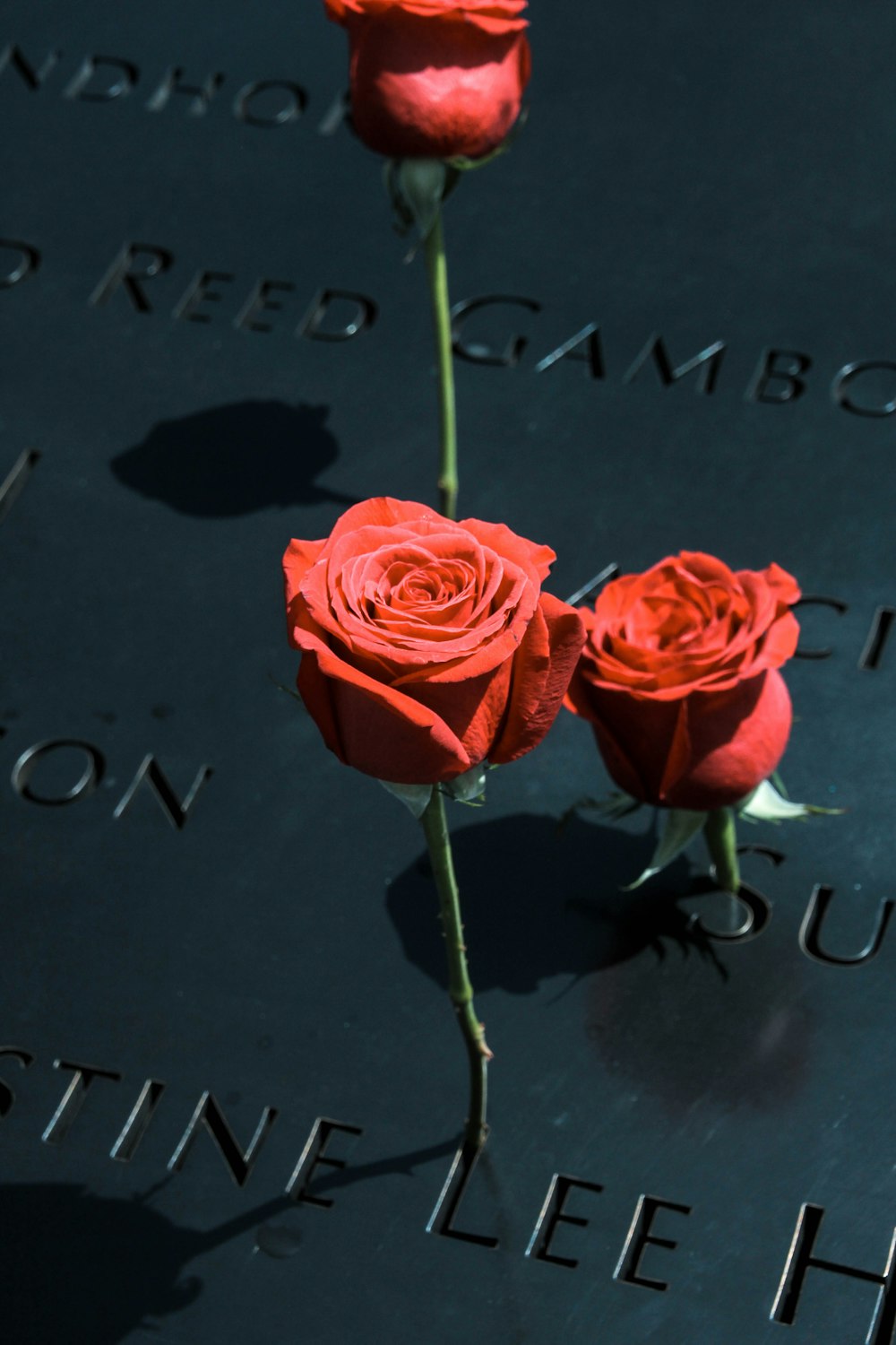 red rose on black book