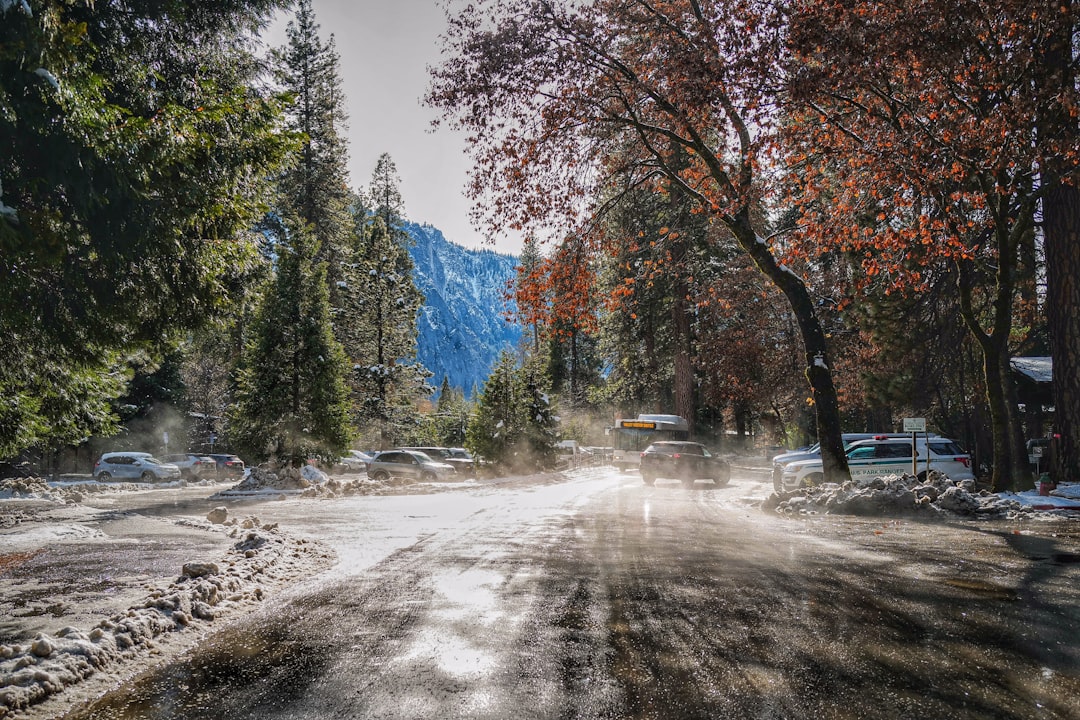 brown trees on snow covered ground during daytime